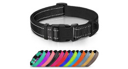 Neoprene Dog Collars
